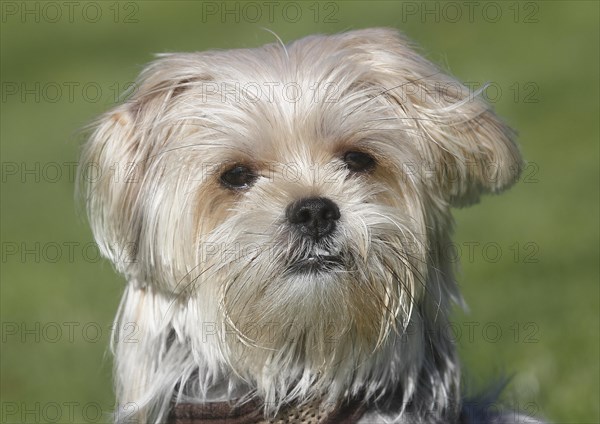 Yorkie Shih Tzu Mongrel