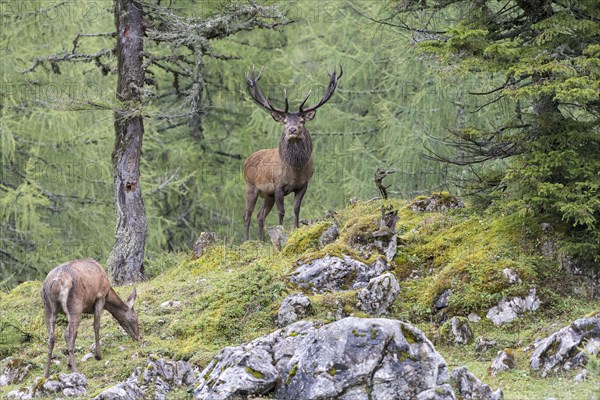 Deer and doe during rutting season