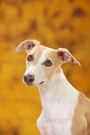 Whippet