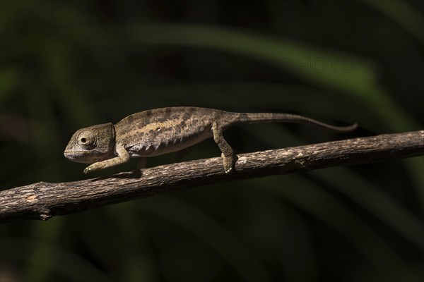 Globifer Chameleon (Calumma globiferum)