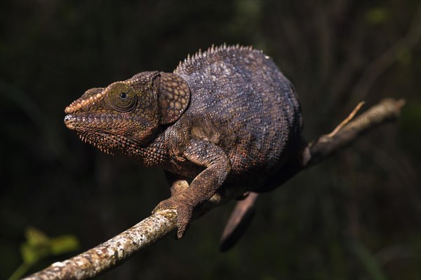 Cryptic chameleon (Calumma crypticum)