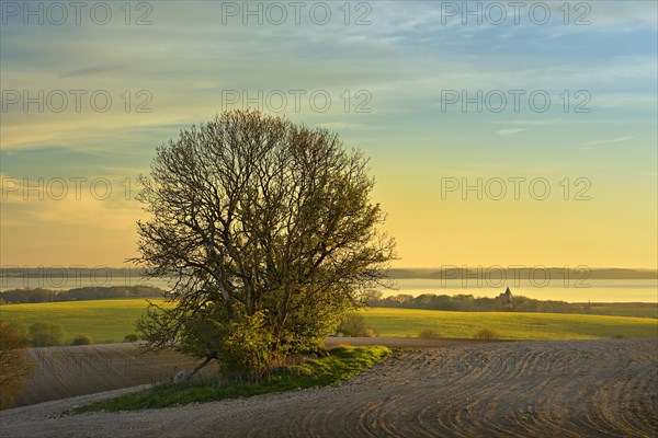 Fields in the evening light