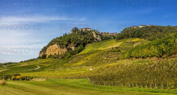 Vineyards of Chateau-Chalon