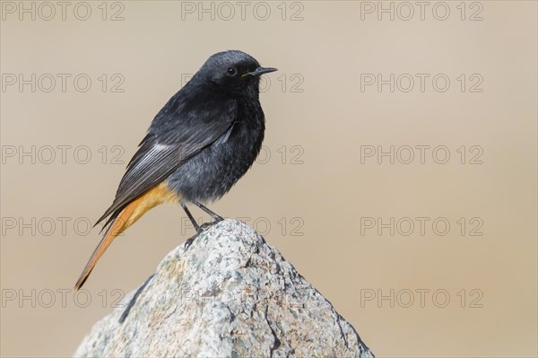 Black Redstart (Phoenicurus ochruros gibraltariensis)