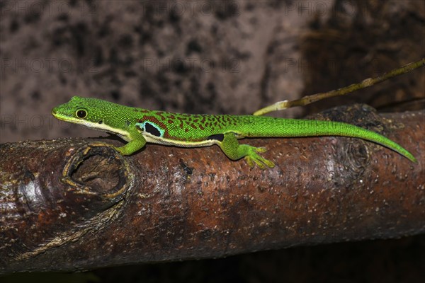 Peacock Eye Day Gecko (Phelsuma quadriocellata quadriocellata)