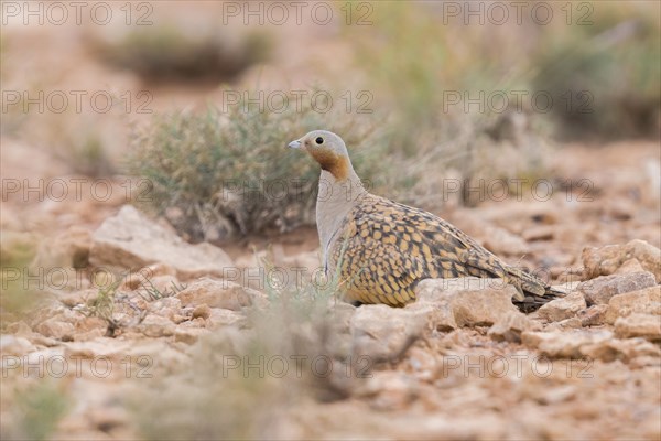 Black-bellied Sandgrouse (Pterocles orientalis)