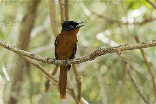 Madagascar Paradise Flycatcher (Terpsiphone mutata) sits on a branch