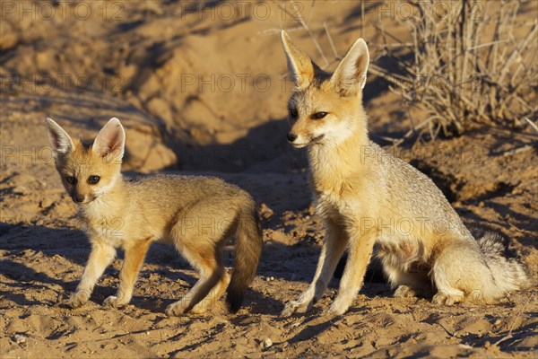 Cape foxes (Vulpes chama)