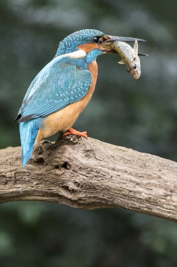 Common kingfisher (Alcedo atthis) sits on branch with fish as prey