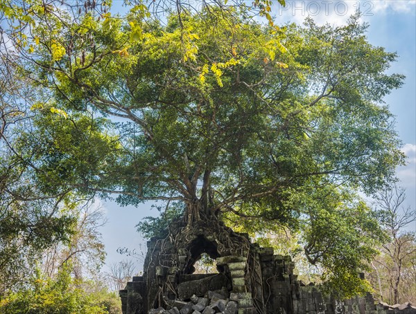 Tree grows on tree-rooted Khmer temple ruin