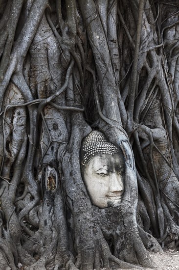 Stone Buddha head ingrown in a ficus religiosa (Ficus religiosa)