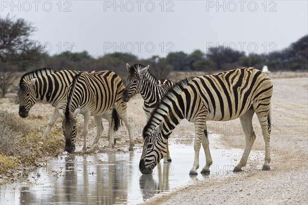 Burchell's zebras (Equus quagga burchellii)