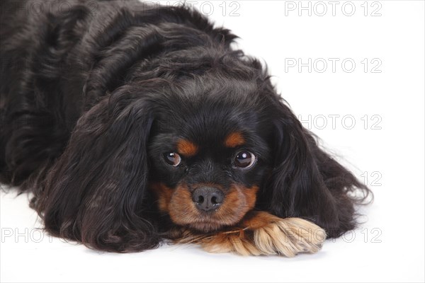 Cavalier King Charles Spaniel