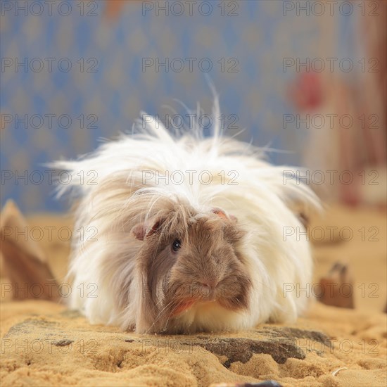 Angora guinea pig