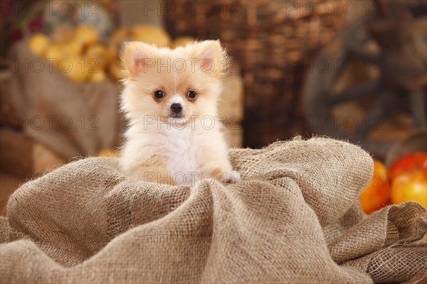 Mongrel dog