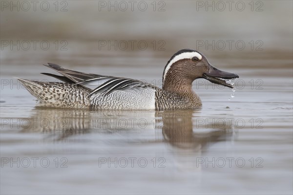 Garganey (Anas querquedula)