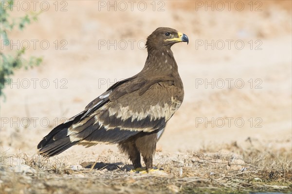 Steppe Eagle (Aquila nipalensis orientalis)