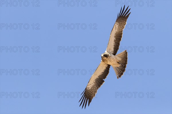 Booted Eagle (Hieraaetus pennatus)