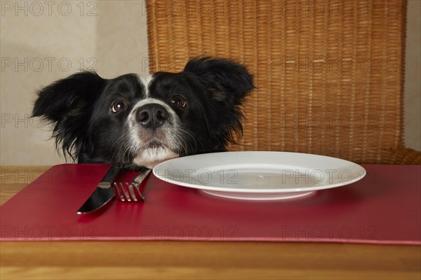 Border Collie looks over the edge of the table on an empty plate