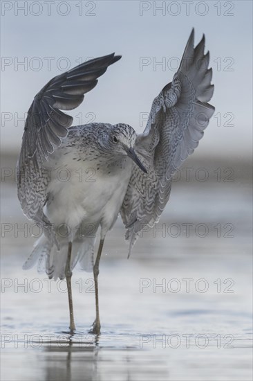 Common Greenshank (Tringa nebularia)