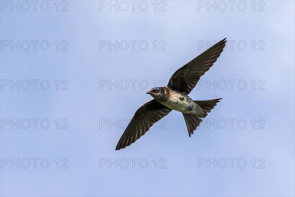 Female Purple martin (Progne subis) flying in blue sky