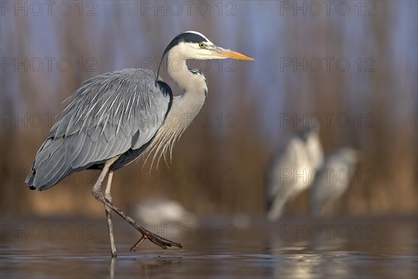 Grey heron or (Ardea cinerea) in the plumage dress