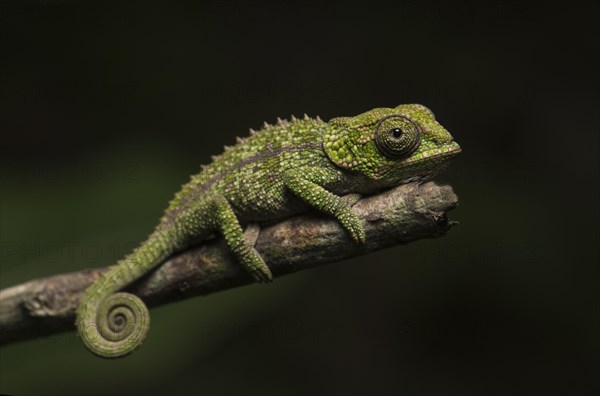 Cryptic chameleon (Calumma crypticum)