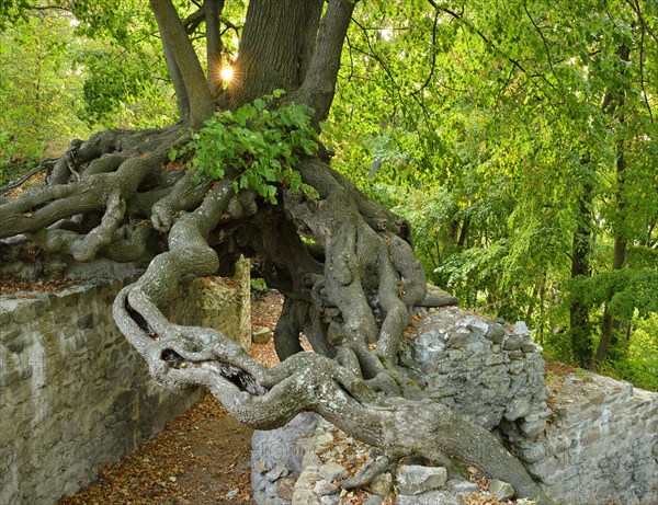 Old linden tree growing on the walls of a castle ruin