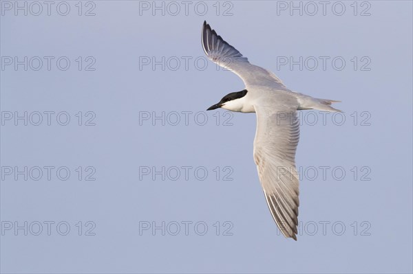 Gull-billed Tern (Gelochelidon nilotica)