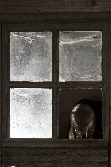 Beech marten (Martes foina) with chicken egg at the window of a barn