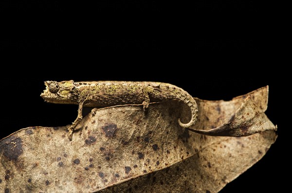 Chameleon (Brookesia superciliaris)