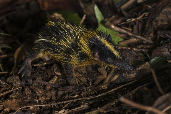 Lowland streaked tenrec (Hemicentetes semispinosus)