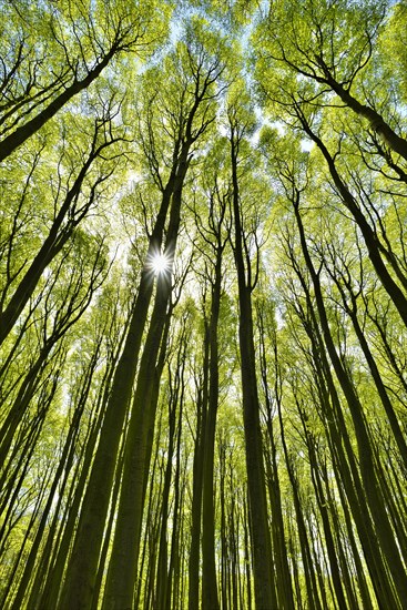 Sun shines through beech forest in spring