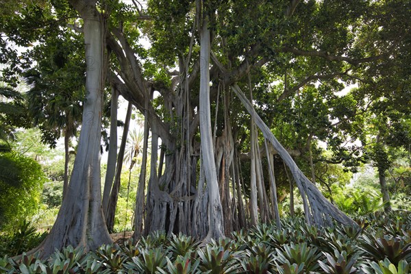 Aerial roots