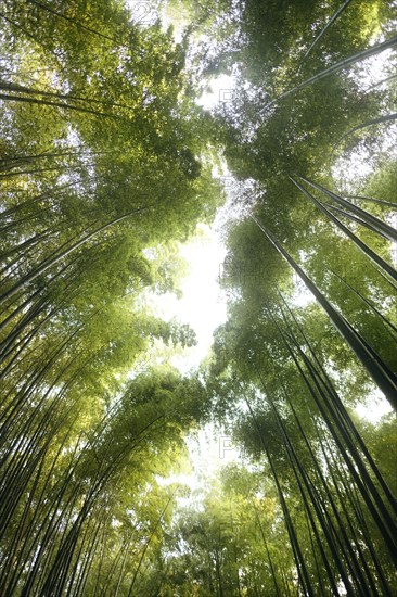 Arashiyama bamboo forest