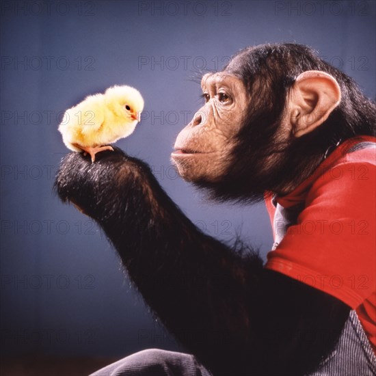 Chimpanzee plays with Kittens