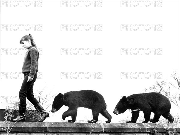 Girl balancing with two brown bear cubs on wall