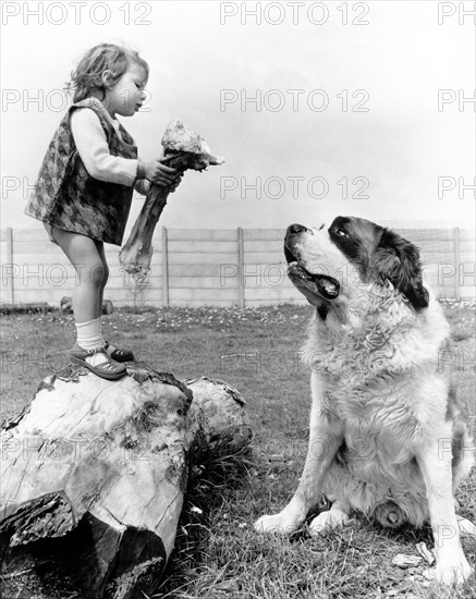 Little girl shows a huge bone to a St. Bernard dog