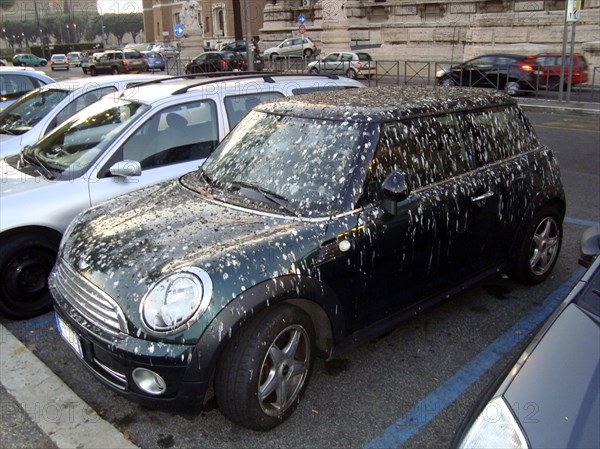 Mini dirtied by birds