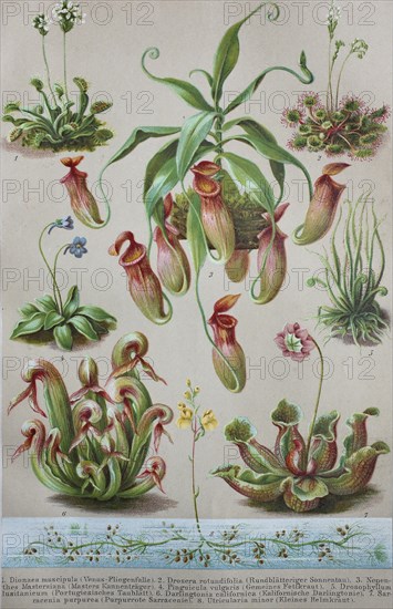 Historical image of various Insectivorous Plants