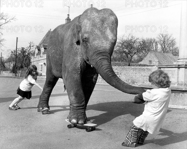 Elephant on skateboard