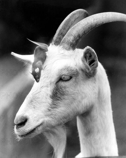 Mouse on the head of a goat