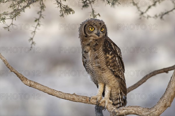 Spotted eagle-owl (Bubo africanus)