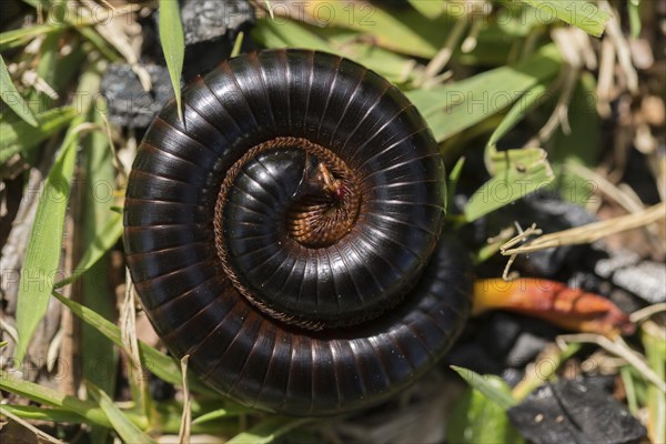 Centipede (Myriapoda)