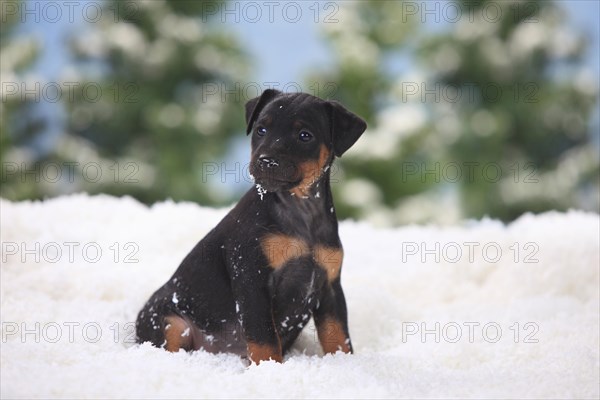 German hunting terrier