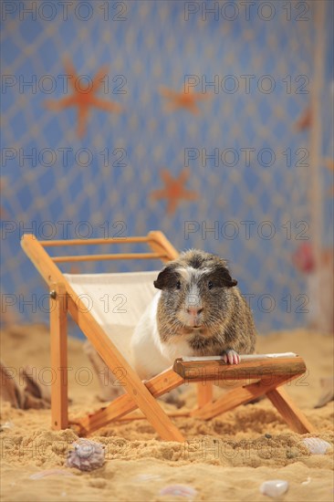 English Crested Guinea Pig