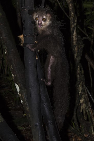 Aye-aye (Daubentonia madagascariensis) climbs on tree trunk at night