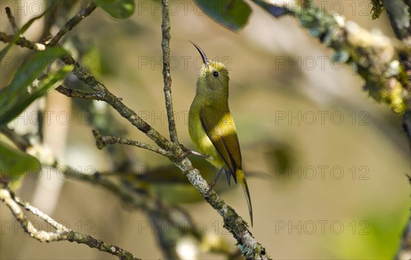 Green-tailed Sunbird (Aethopyga nipalensis angkanensis)