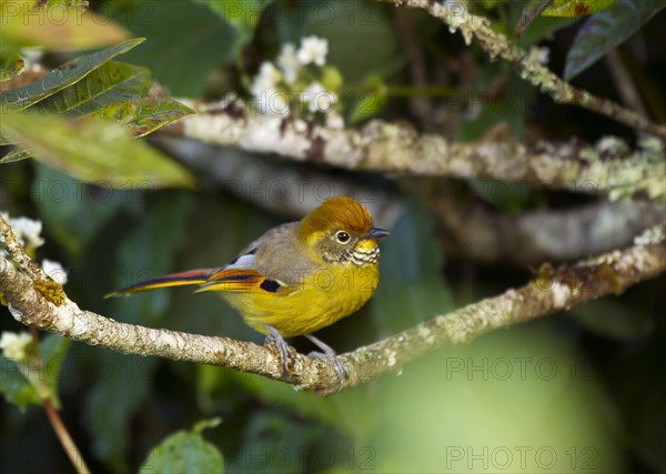 Chestnut-tailed Minla (Minla strigula) sits on branch in tree