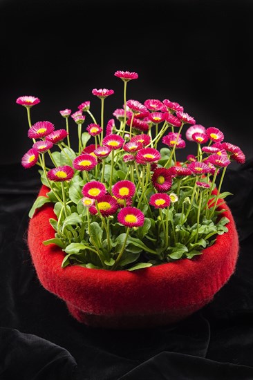 Red felt flowerpot with red Common daisies (Bellis perennis) on black velvet